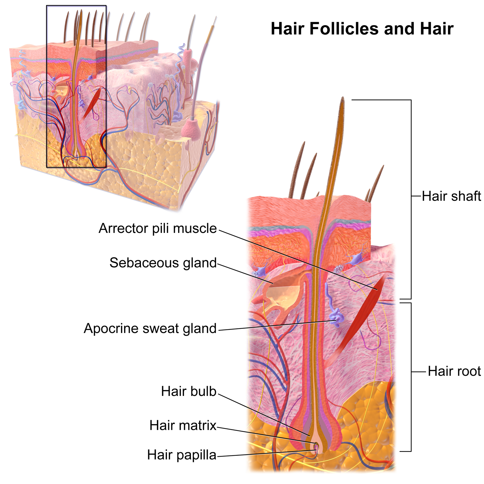 Hair Restoration